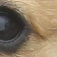 Puppy Eye, magnified 2 times