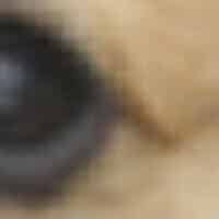 Puppy Eye, magnified 4 times, then 3 times